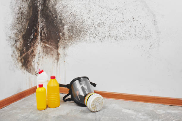 Trusted Stanford, CA Mold Removal Experts