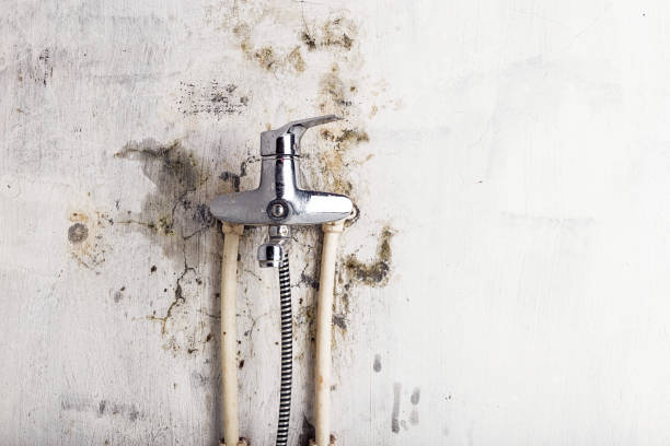 Best Affordable Mold Removal  in Stanford, CA
