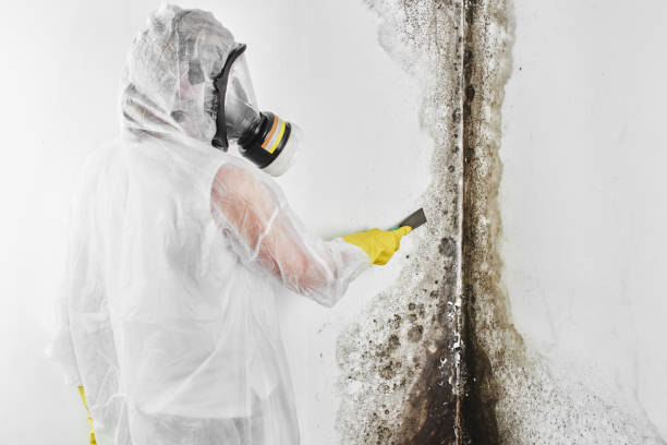 Best Home Mold Removal  in Stanford, CA