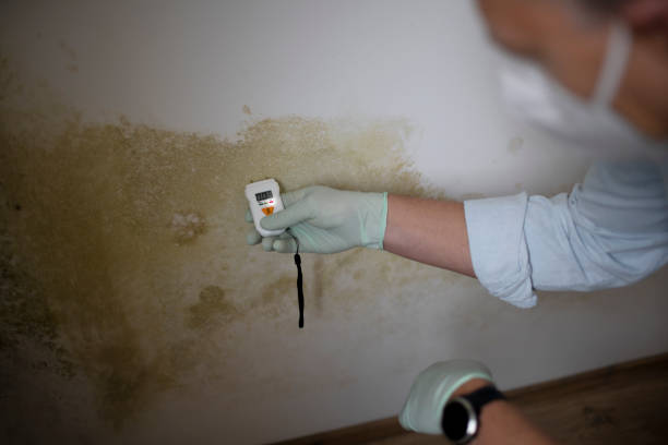 Best Emergency Mold Removal  in Stanford, CA