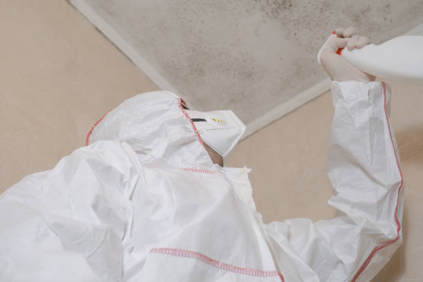 Best Local Mold Removal Service  in Stanford, CA