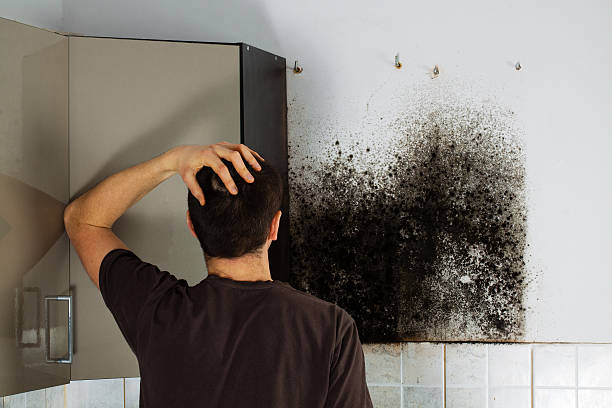 Best Mold Cleaning Services  in Stanford, CA