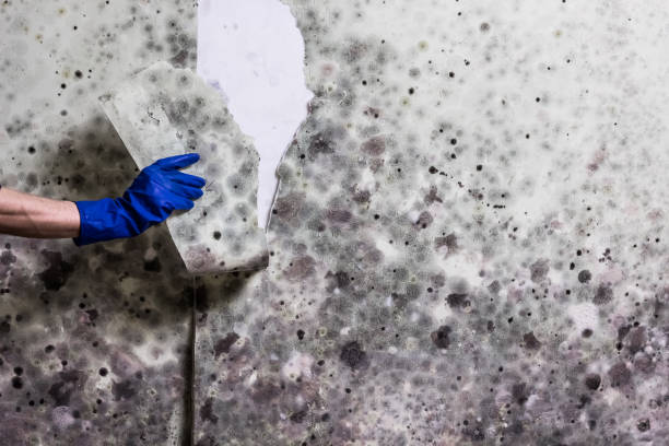 Best Commercial Mold Removal  in Stanford, CA